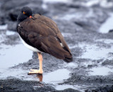 BIRD - OYSTER CATCHER - AMERICAN - GALAPAGOS.jpg