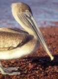 BIRD - PELICAN - BROWN - GALAPAGOS.jpg