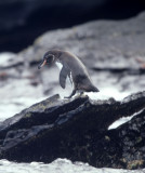 BIRD - PENGUIN - GALAPAGOS A.jpg