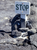 GALAPAGOS - CROWD CONTROL - WITH MARINE IGUANA.jpg