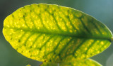 GALAPAGOS - MANGROVE LEAF.jpg