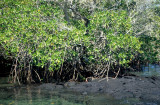 GALAPAGOS - MANGROVE.jpg