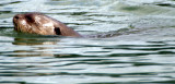 MUSTELLID - GIANT OTTER - MANU (13).jpg