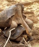 REPTILES - GALAPAGOS TORTOISE KL.jpg