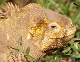 REPTILES - IGUANA - LAND - GALAPAGOS H1.jpg