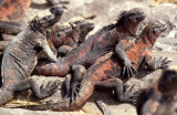 REPTILES - IGUANA - MARINE - SUBSPECIES - INCIPIENT EVOLUTION B.jpg