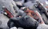 REPTILES - IGUANA - MARINE - SUBSPECIES - INCIPIENT EVOLUTION D.jpg