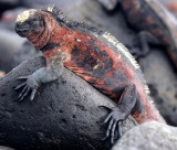 REPTILES - IGUANA - MARINE - SUBSPECIES - INCIPIENT EVOLUTION D1.jpg