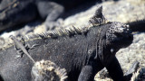 REPTILES - IGUANA - MARINE - WITH LAVA LIZARD A.jpg