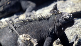 REPTILES - IGUANA - MARINE  - WITH LAVA LIZARD A.jpg