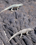 REPTILES - LIZARD - LAVA - SPECIES A - GALAPAGOS.jpg