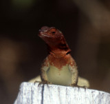 REPTILES - LIZARD - LAVA - SPECIES C - GALAPAGOS.jpg