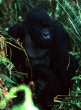 PRIMATE - GORILLA - SEX (7).jpg