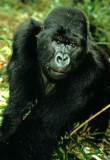 PRIMATE - GORILLA - SILVERBACK (11).jpg