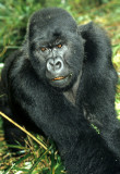 PRIMATE - GORILLA - SILVERBACK (13).jpg