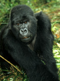 PRIMATE - GORILLA - SILVERBACK (2).jpg