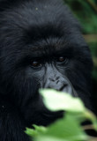 PRIMATE - GORILLA - UKWAKANE (8).jpg