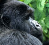 PRIMATE - GORILLA-RWANDA PARC DU VULCANS (11).jpg