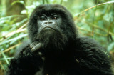 PRIMATE - GORILLA-RWANDA PARC DU VULCANS (24).jpg