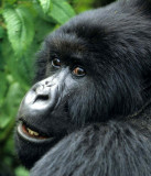 PRIMATE - GORILLA-RWANDA PARC DU VULCANS (26).jpg