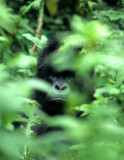 PRIMATE - GORILLA-RWANDA PARC DU VULCANS (30).jpg
