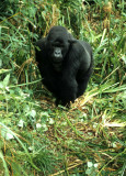 PRIMATE - GORILLA-RWANDA PARC DU VULCANS (4).jpg