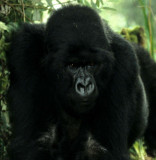 PRIMATE - GORILLA-RWANDA PARC DU VULCANS (46).jpg