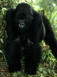 PRIMATE - GORILLA-RWANDA PARC DU VULCANS (47).jpg