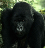 PRIMATE - GORILLA-RWANDA PARC DU VULCANS (48).jpg