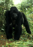 PRIMATE - GORILLA-RWANDA PARC DU VULCANS (49).jpg