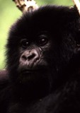 PRIMATE - GORILLA-RWANDA PARC DU VULCANS (6).jpg