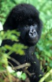 PRIMATE - GORILLA-RWANDA PARC DU VULCANS (60).jpg