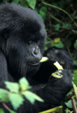 PRIMATE - GORILLA-RWANDA PARC DU VULCANS (77).jpg