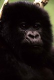 PRIMATE - GORILLA-RWANDA PARC DU VULCANS (81).jpg