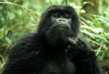 PRIMATE - GORILLA-RWANDA PARC DU VULCANS (83).jpg