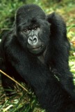 PRIMATE - GORILLA-RWANDA PARC DU VULCANS (85).jpg