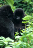 PRIMATE - GORILLA-RWANDA PARC DU VULCANS (95).jpg