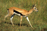 BOVID - GAZELLE - THOMSONS - SERENGETI.jpg