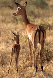 BOVID - IMPALLA-SERENGETI 1 (12).jpg