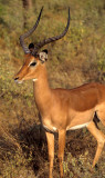 BOVID - IMPALLA-UGANDA (7).jpg