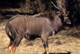 BOVID - NYALA - ZIMBABWE (2).jpg