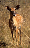 BOVID - NYALA - ZIMBABWE (6).jpg