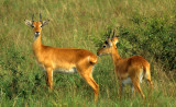 BOVID - ORIBI - UGANDA QE NP (3).jpg