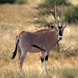 BOVID - ORYX - BEISA - SHABA (6).jpg