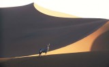 BOVID - ORYX - DESERT GEMSBOK - NAMIBIA.jpg