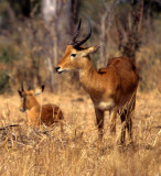 BOVID - PUKU - CHOBE NP BOTSWANA (3).jpg