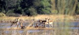 BOVID - RED LECHWE A - OKAVANGO .jpg