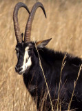 BOVID - SABLE - BLACK - CHOBE (5).jpg