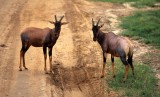 BOVID - TOPI - SERENGETI.jpg