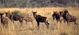 BOVID - TSESEBE - OKAVANGO A.jpg